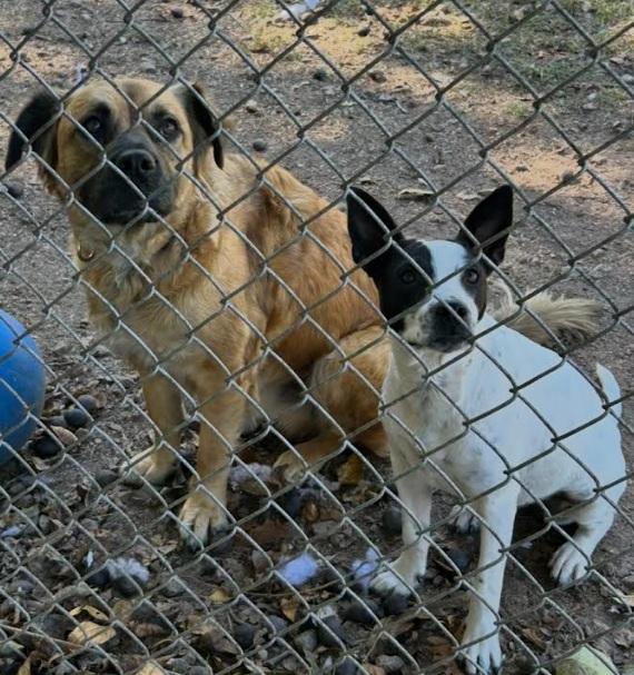Enlarge Demi, a Adoptable mixed breed in Zebulon, GA image 2/6