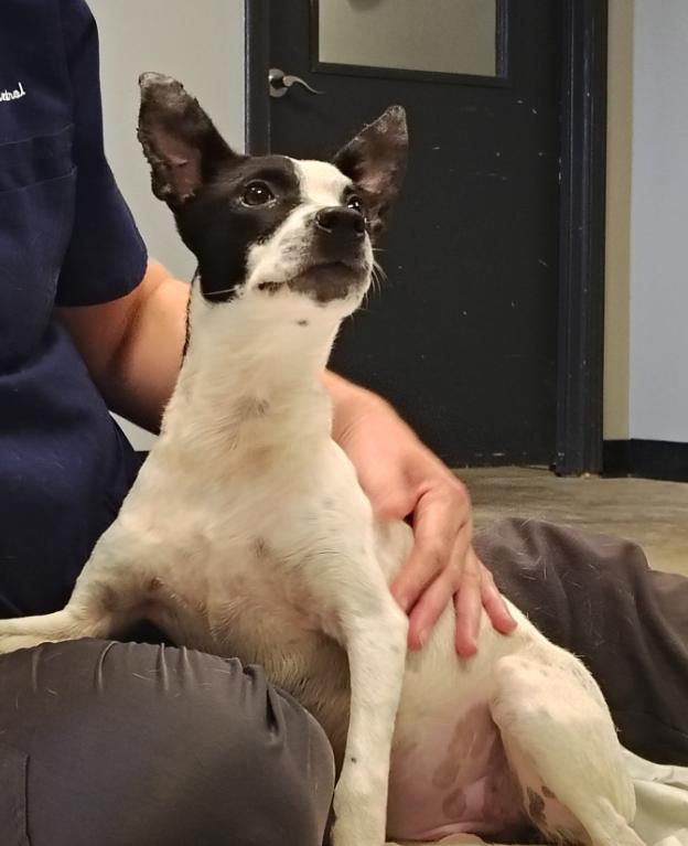 Enlarge Demi, a Adoptable mixed breed in Zebulon, GA image 3/6