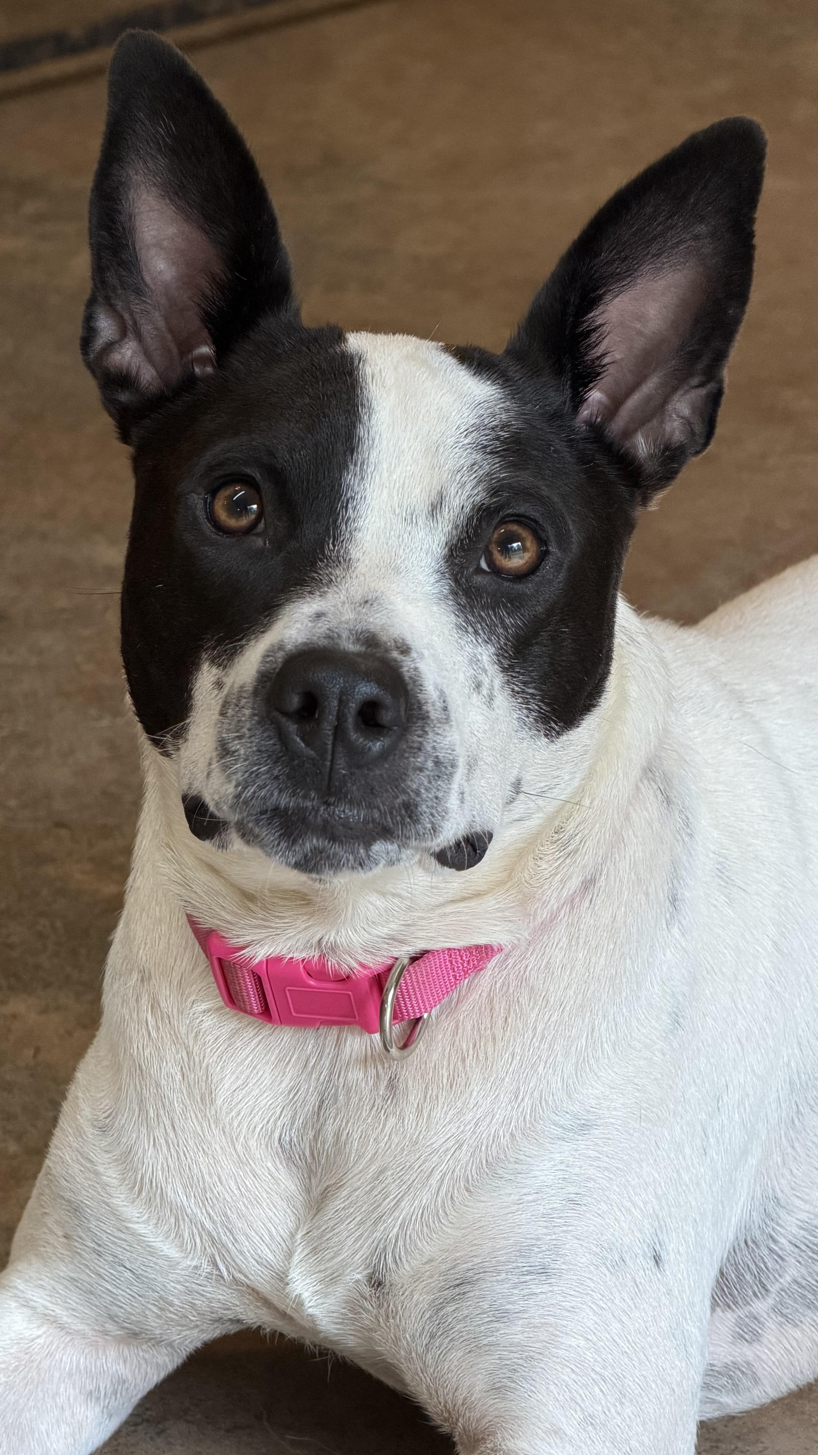 Demi, Adoptable, Young Female Jack Russell Terrier & Rat Terrier.