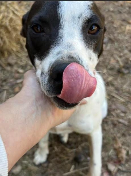 Enlarge Demi, a Adoptable mixed breed in Zebulon, GA image 4/6