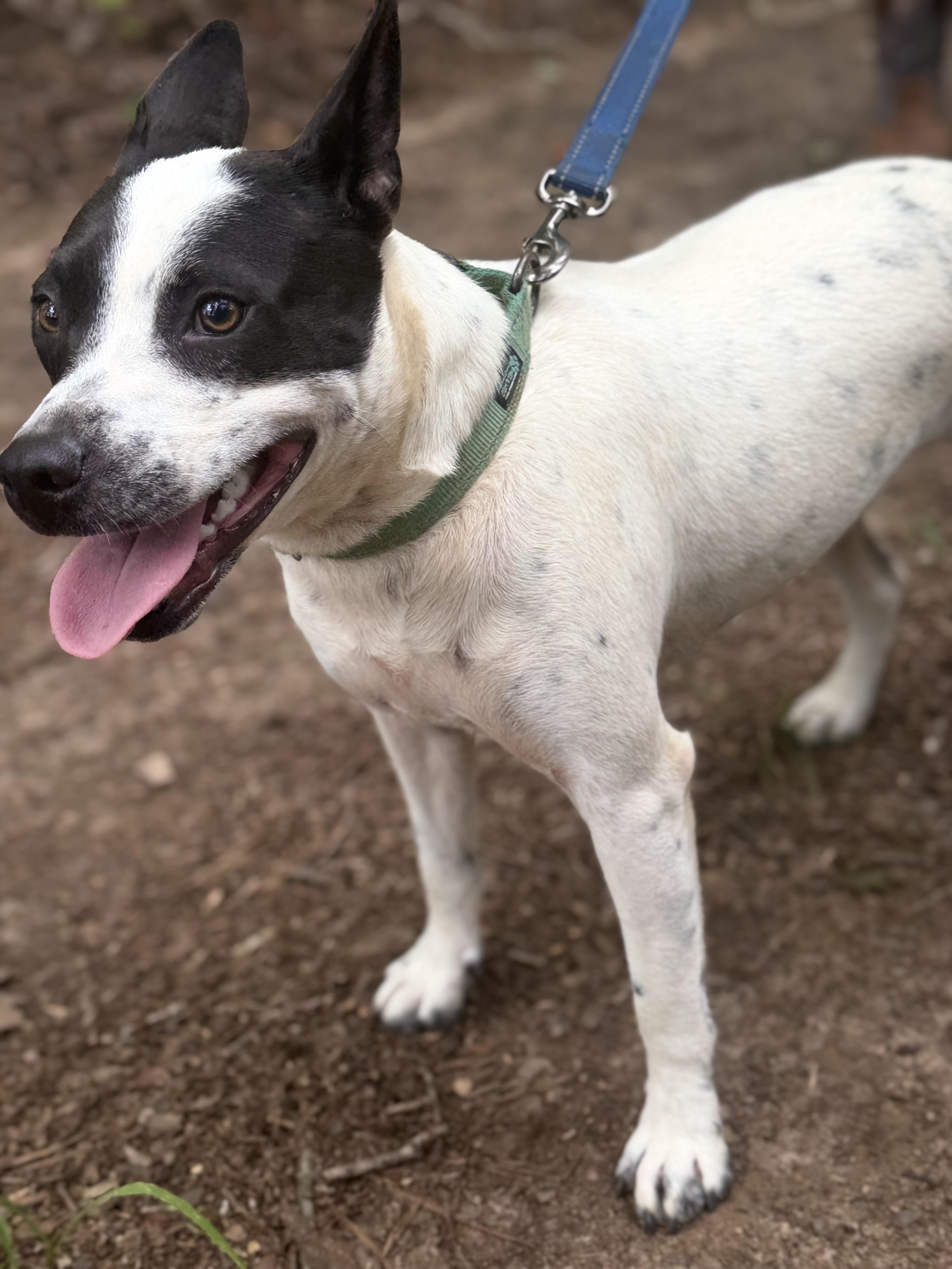 Enlarge Demi, a Adoptable mixed breed in Zebulon, GA image 3/5