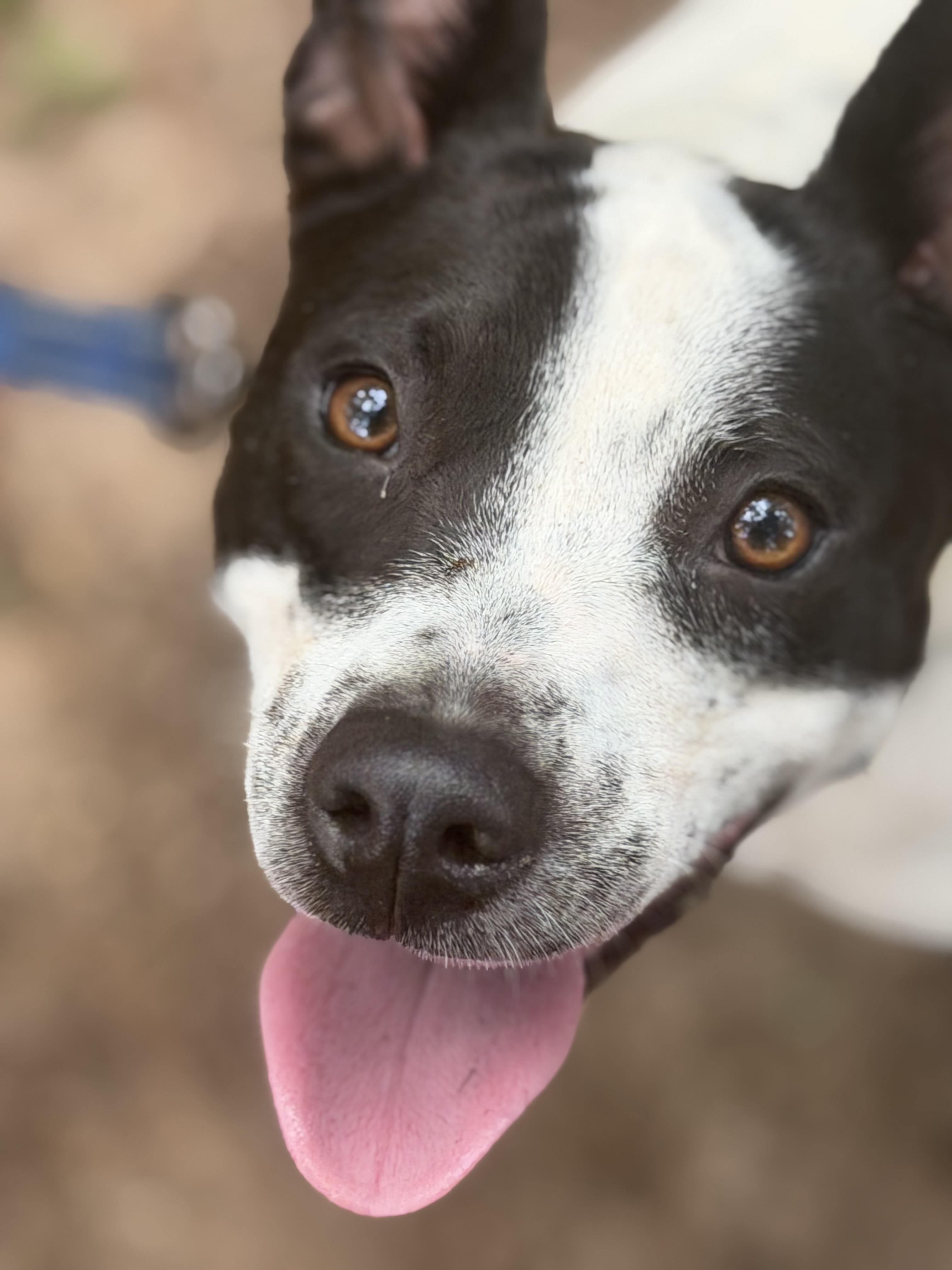Enlarge Demi, a Adoptable mixed breed in Zebulon, GA image 4/5