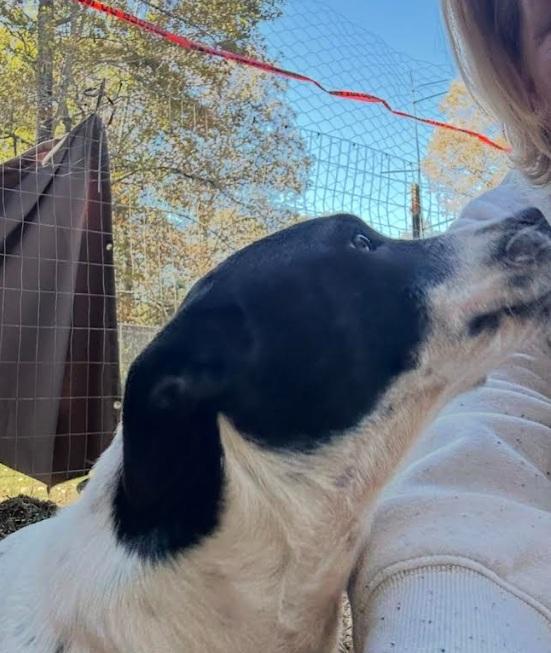 Enlarge Demi, a Adoptable mixed breed in Zebulon, GA image 5/6