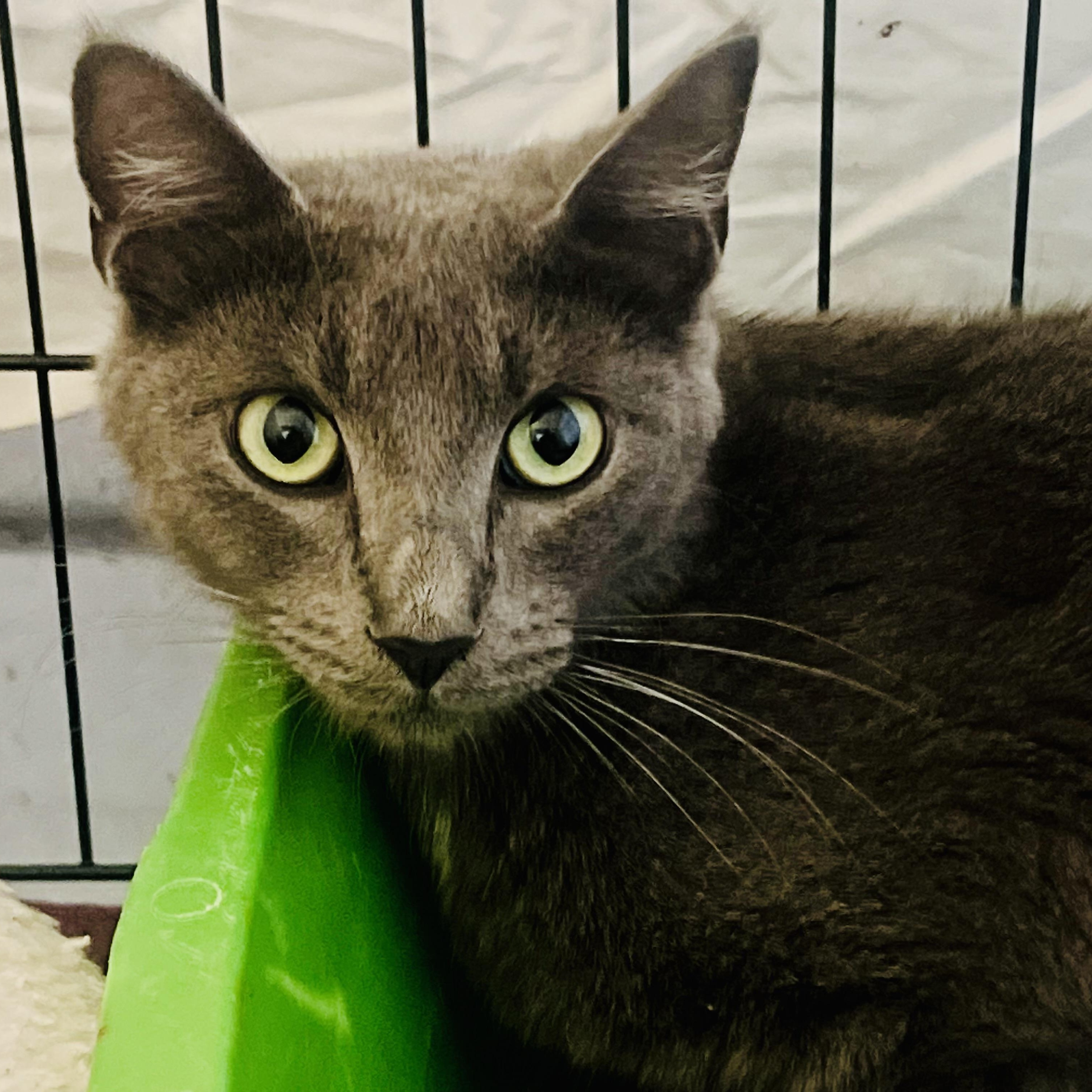 Enlarge Harmony, a Adoptable mixed breed in Beverly Hills, CA image 1/1