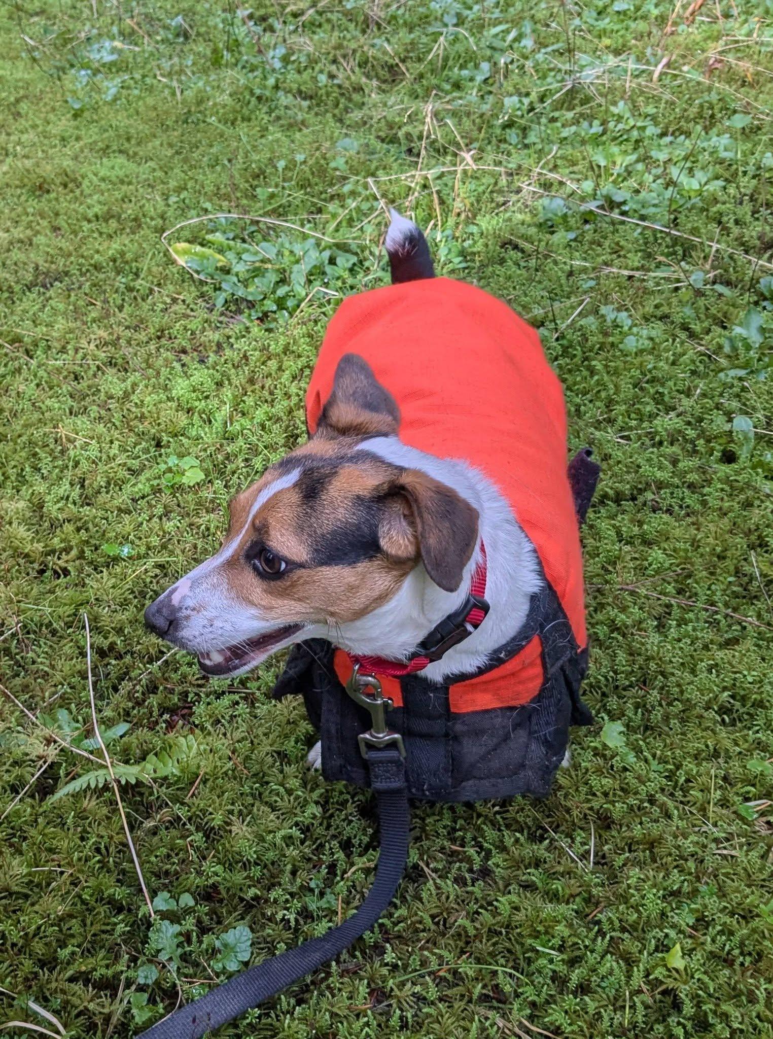 Enlarge Maggie Ridgefield, an adopted Jack Russell Terrier in Eugene, OR image 5/6