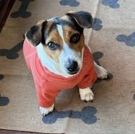 Maggie Ridgefield, ADOPTABLE, Young Female Jack Russell Terrier.