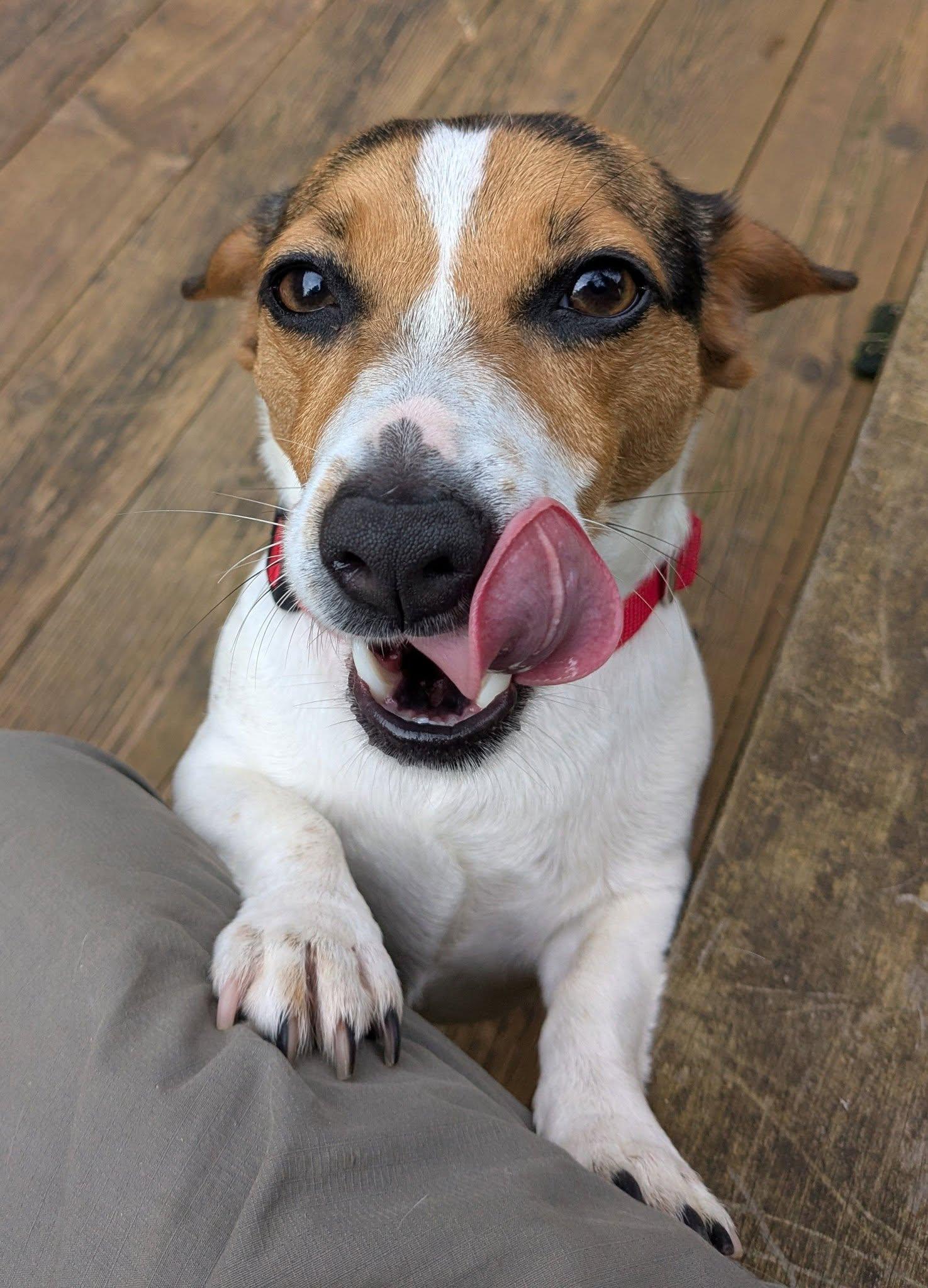 Enlarge Maggie Ridgefield, an adopted Jack Russell Terrier in Eugene, OR image 6/6