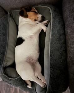 Enlarge Maggie Ridgefield, an adopted Jack Russell Terrier in Eugene, OR image 2/6