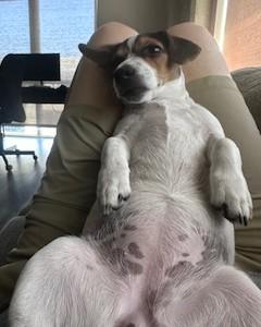 Enlarge Maggie Ridgefield, an adopted Jack Russell Terrier in Eugene, OR image 3/6