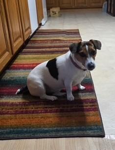 Enlarge Maggie Ridgefield, an adopted Jack Russell Terrier in Eugene, OR image 4/6