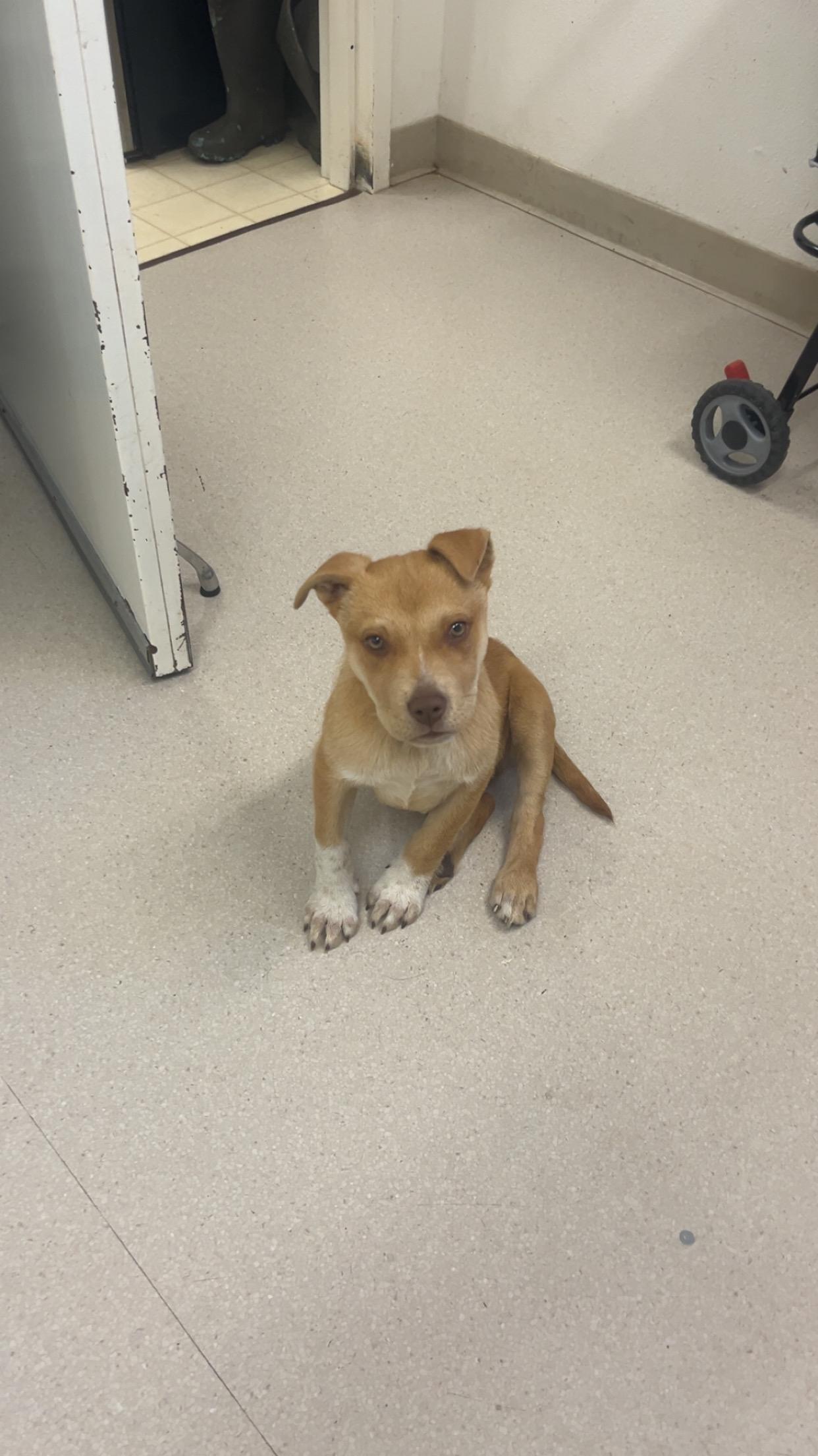 Enlarge Willy, a ADOPTABLE Mixed Breed in Shelton, WA image 2/2