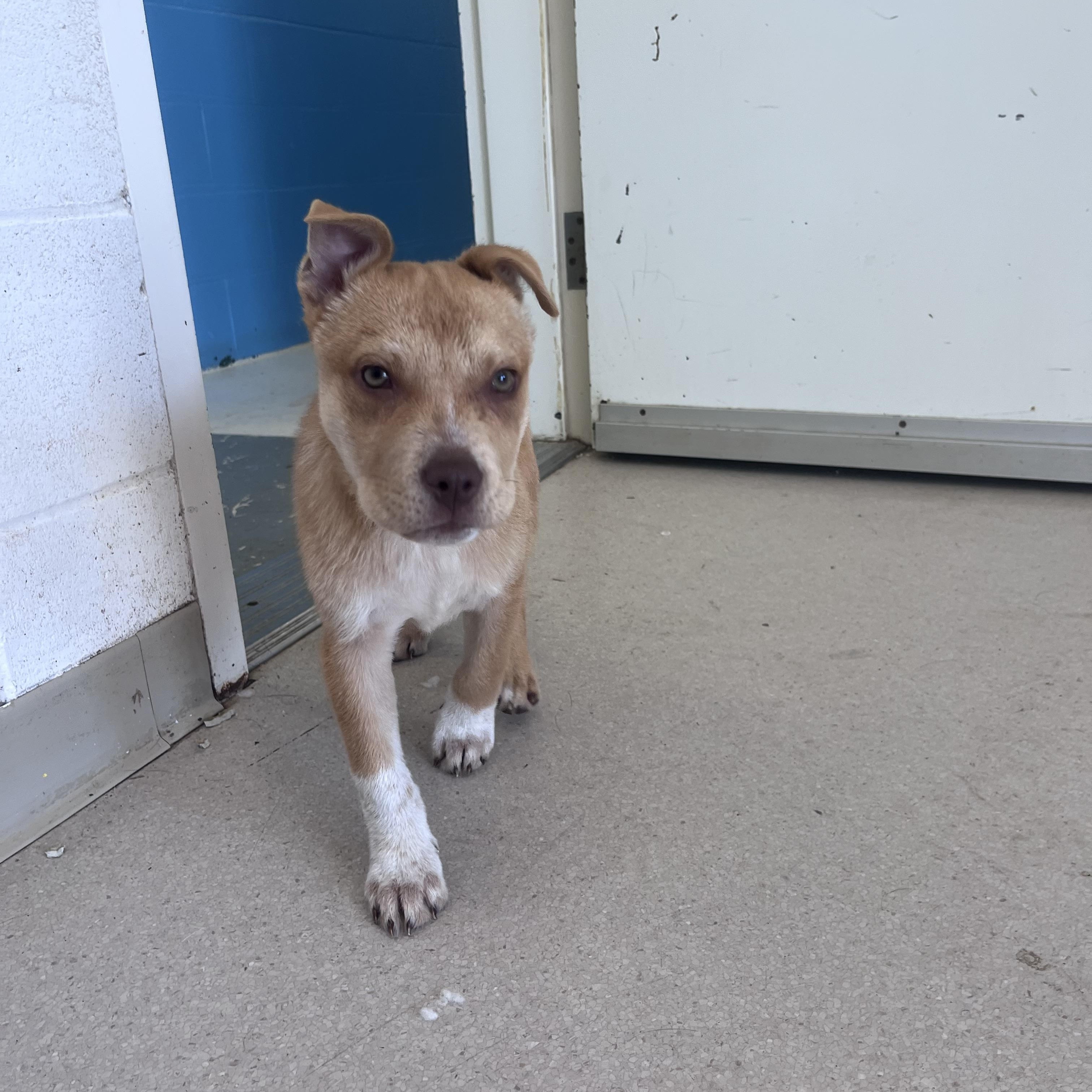Willy, ADOPTABLE, Puppy Male Mixed Breed.