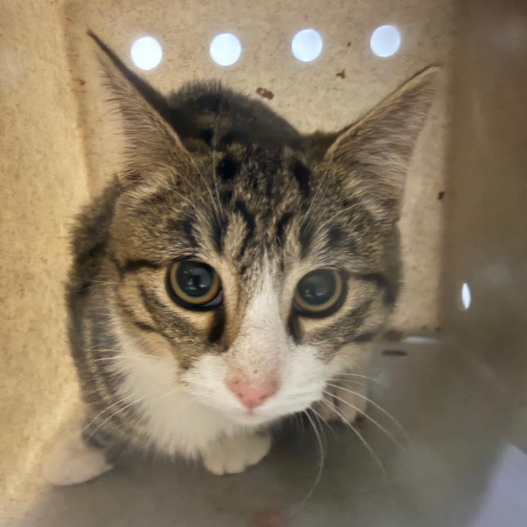 Trail Mix, Adoptable, Young Female Domestic Short Hair.