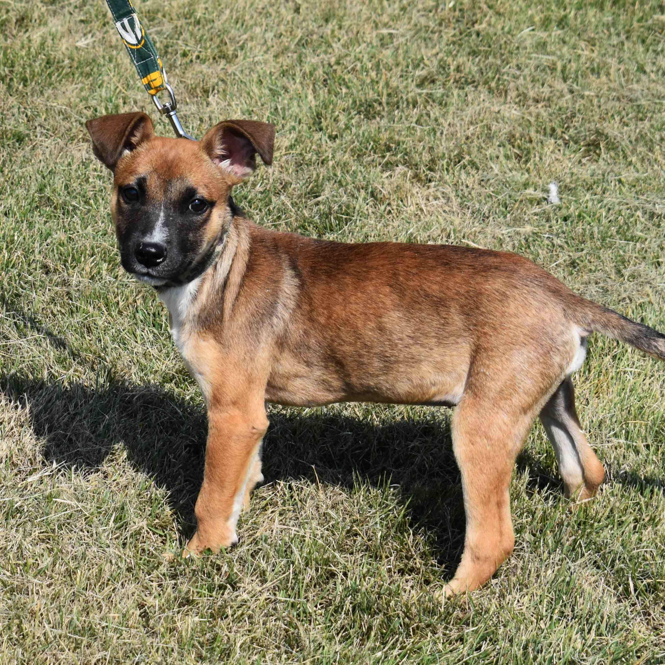 Kendra, a Adoptable Mixed Breed in Searcy, AR image 6/6