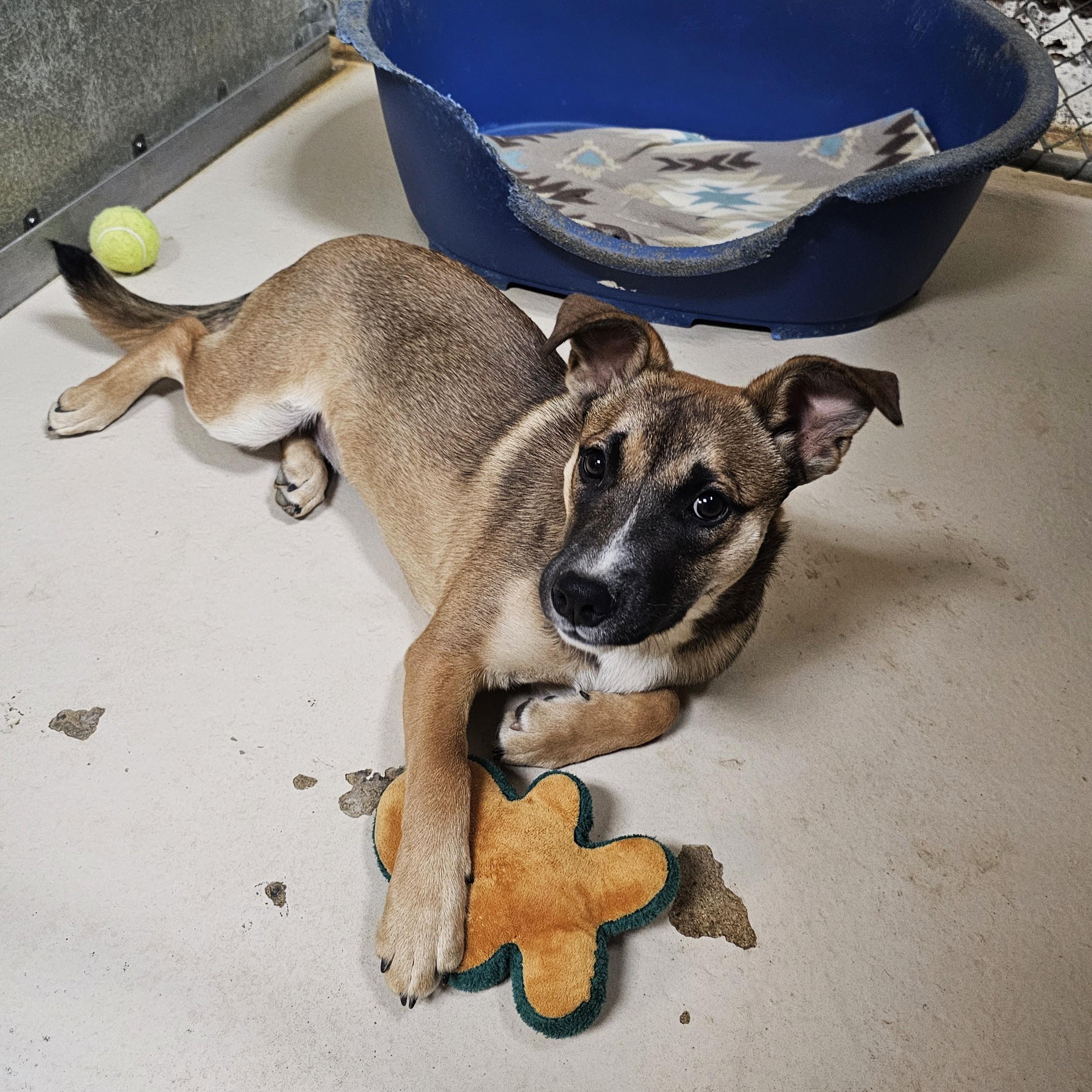 Enlarge Kendra, a Adoptable Mixed Breed in Searcy, AR image 3/6