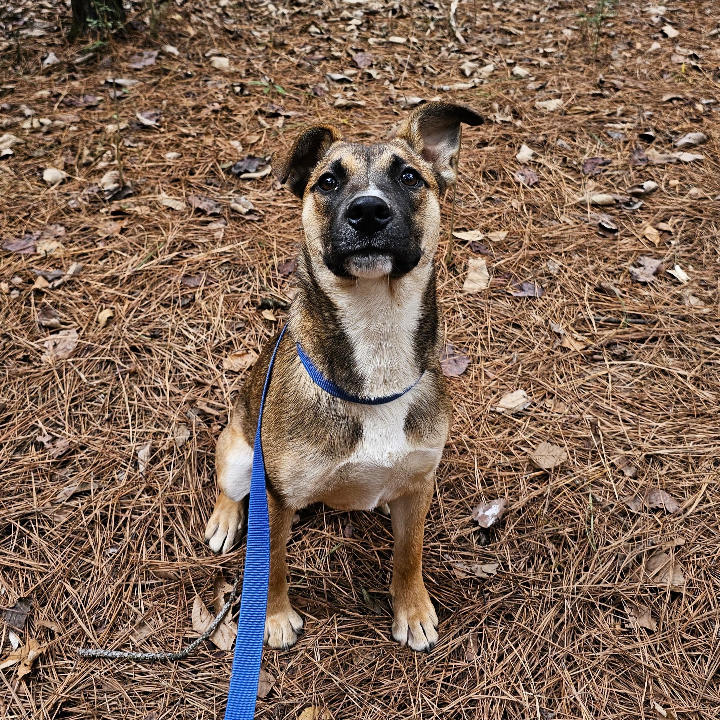 Enlarge Kendra, a Adoptable Mixed Breed in Searcy, AR image 1/6