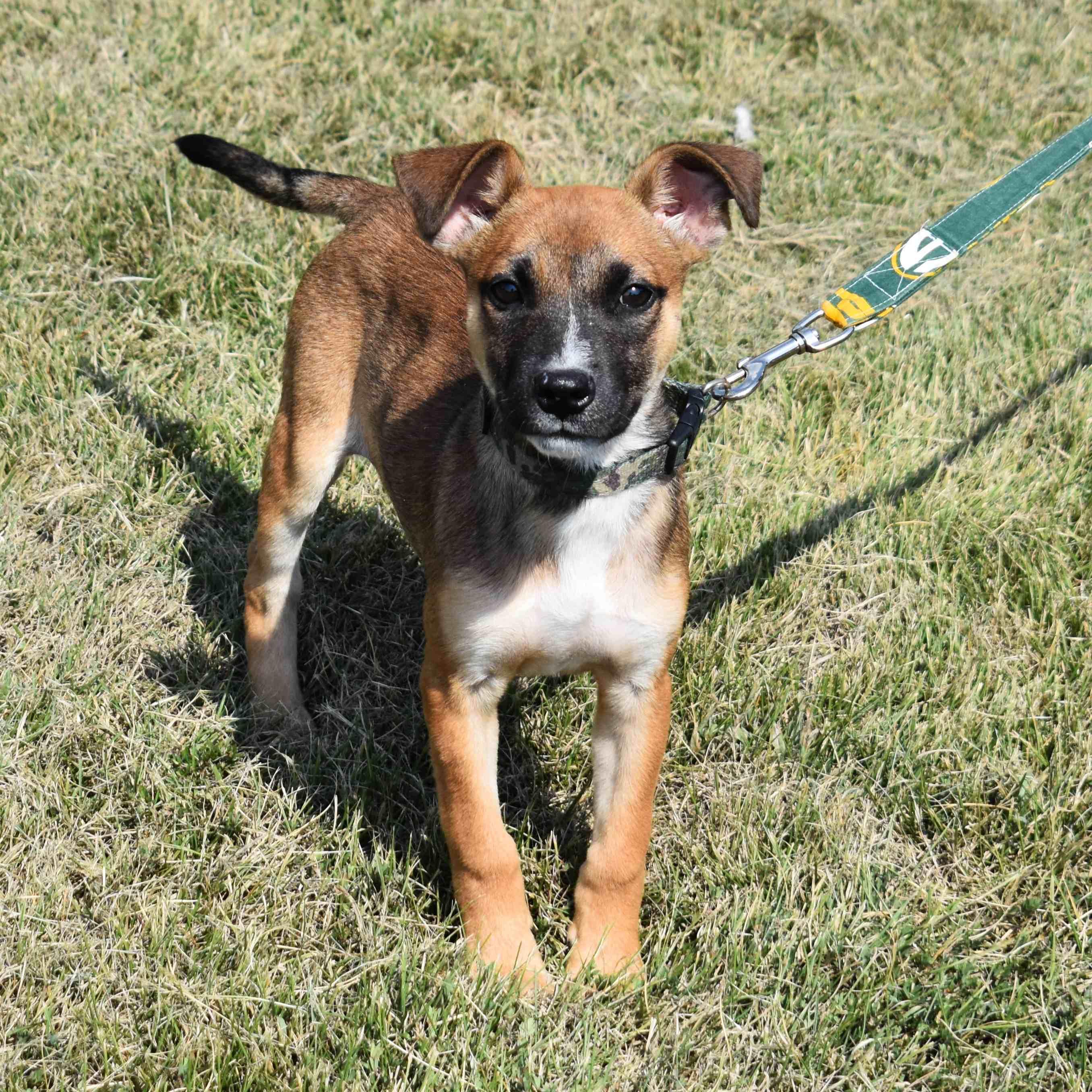 Kendra, a Adoptable Mixed Breed in Searcy, AR image 4/6