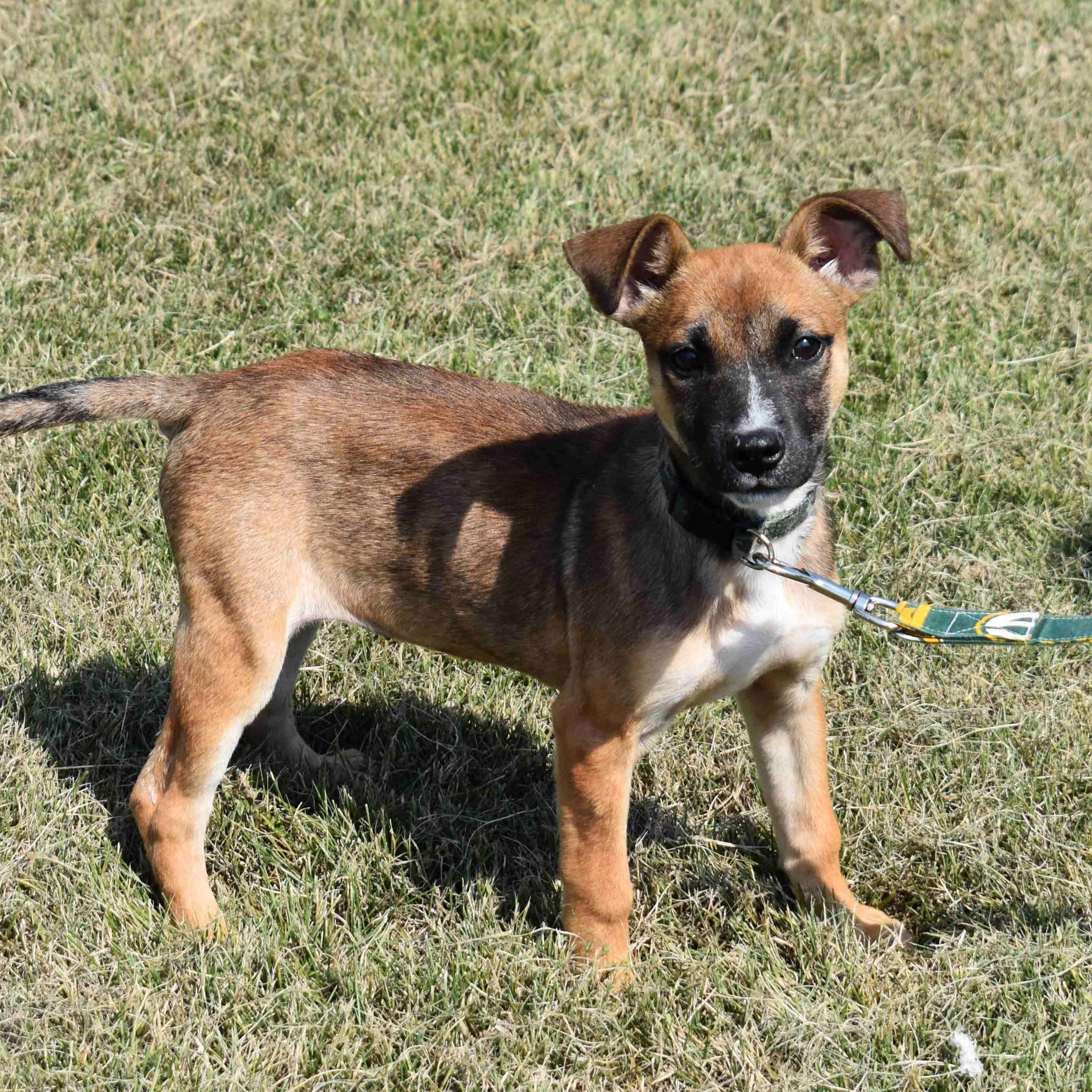 Kendra, Adoptable, Puppy Female Mixed Breed.