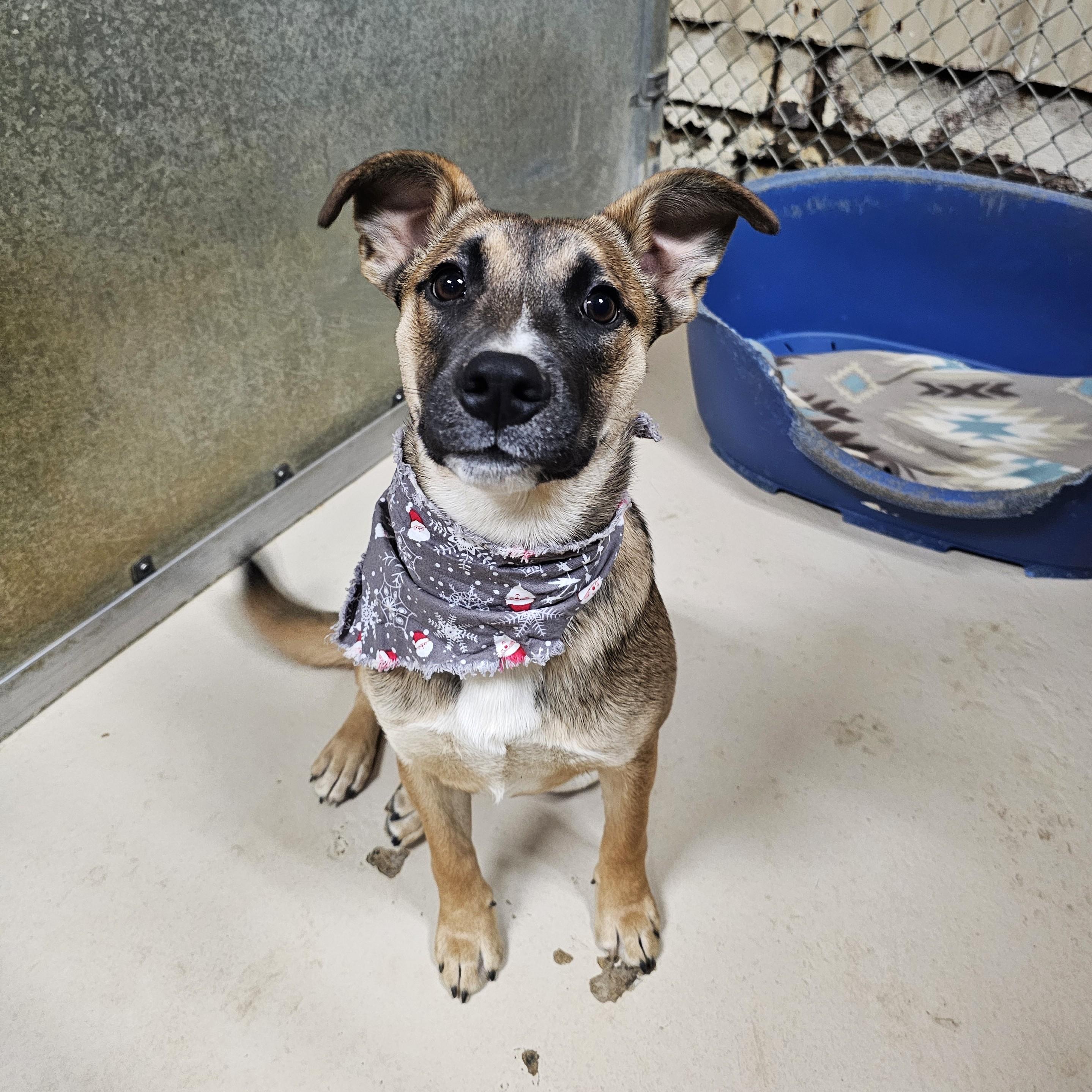 Enlarge Kendra, a Adoptable Mixed Breed in Searcy, AR image 2/6