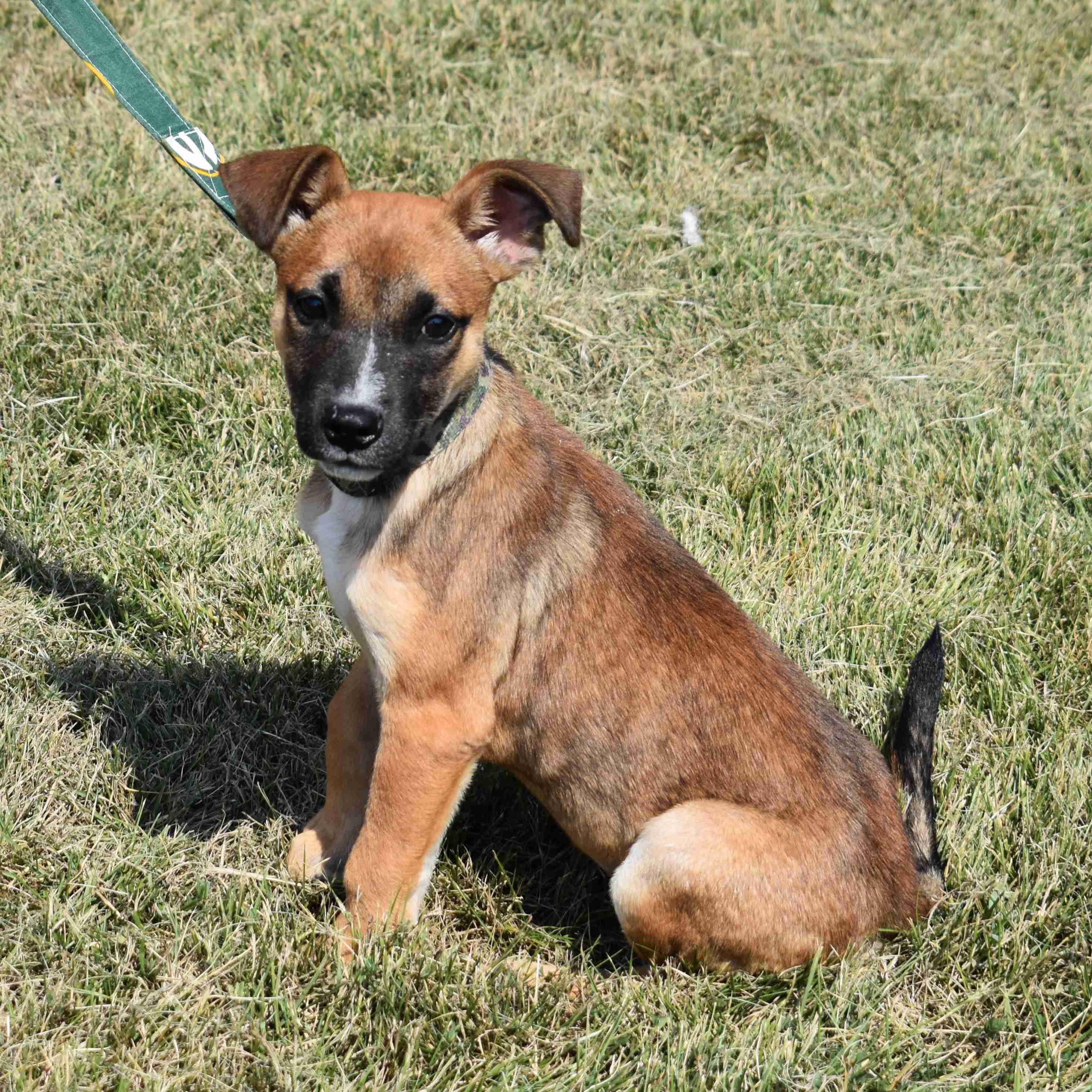 Kendra, a Adoptable Mixed Breed in Searcy, AR image 3/6