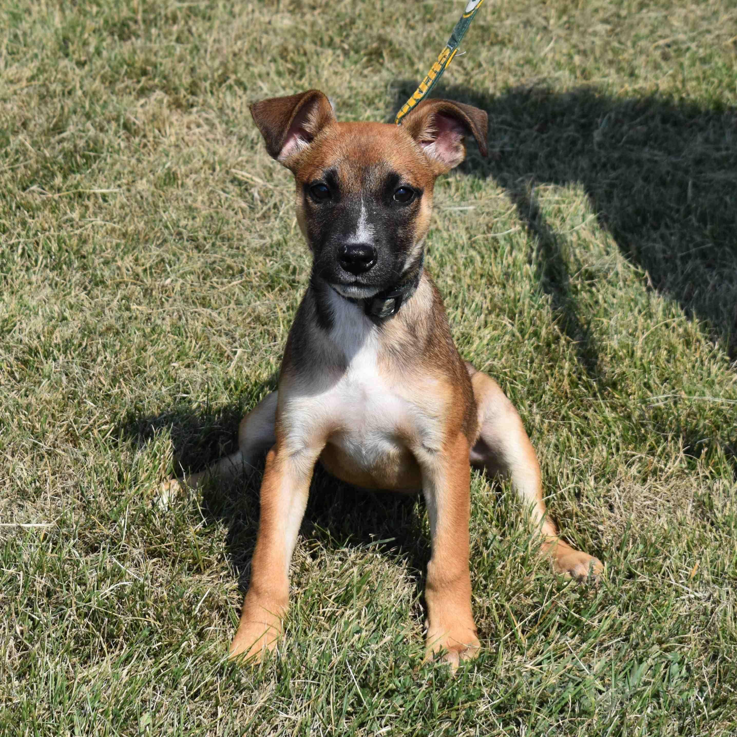 Kendra, a Adoptable Mixed Breed in Searcy, AR image 2/6