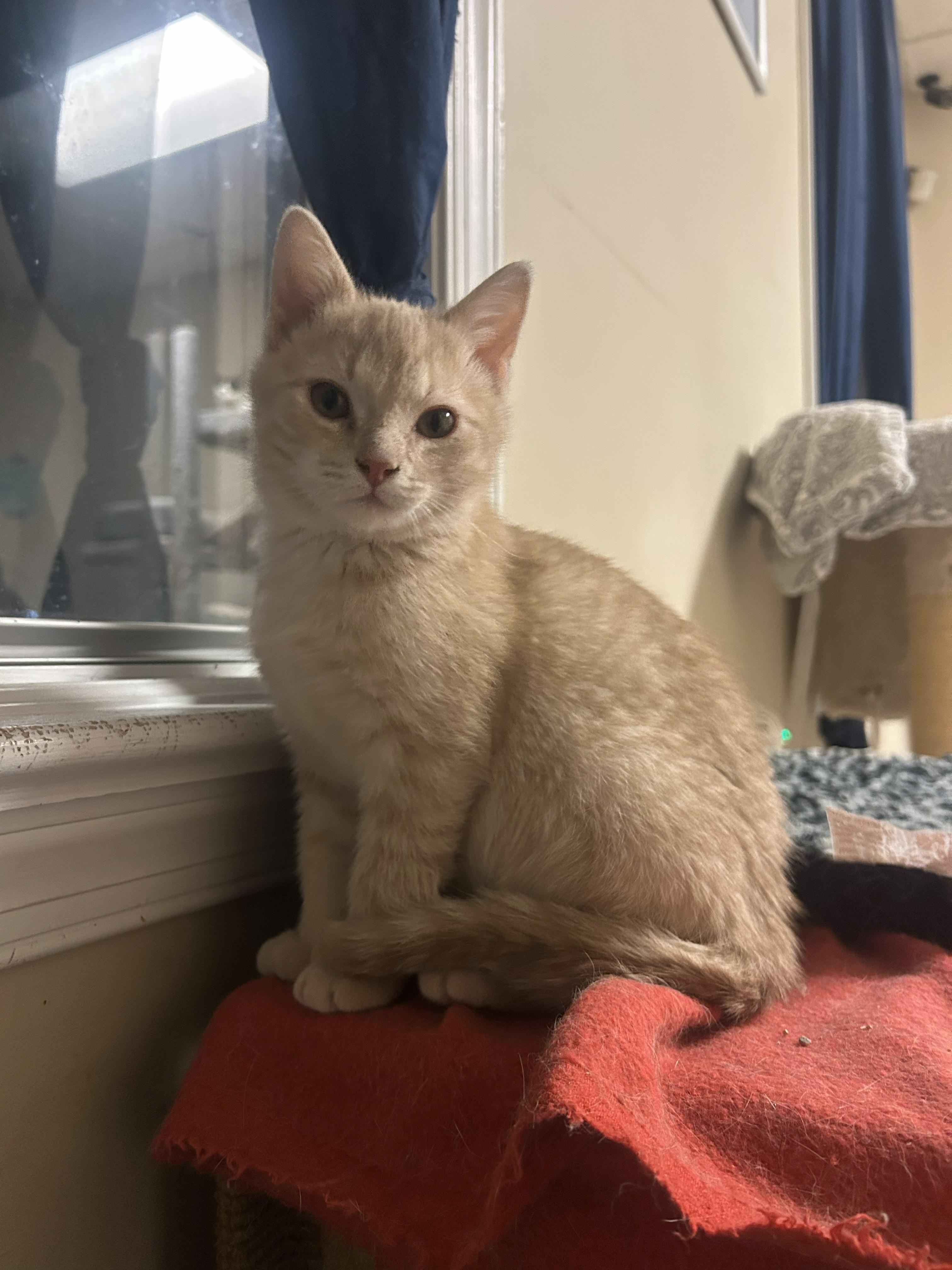 Enlarge Jay, an adopted mixed breed in Allentown, PA image 3/6