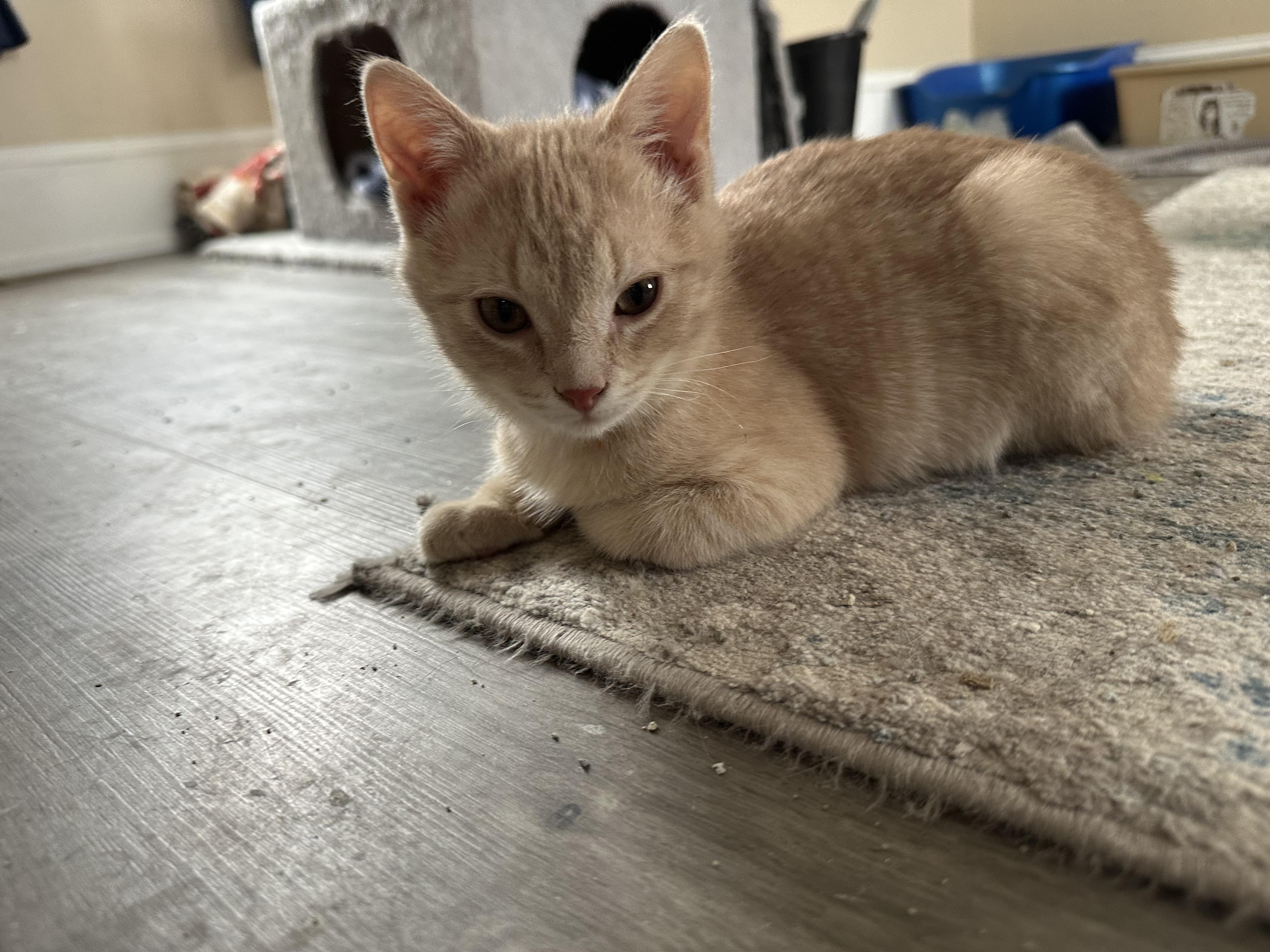 Enlarge Jay, an adopted mixed breed in Allentown, PA image 4/6