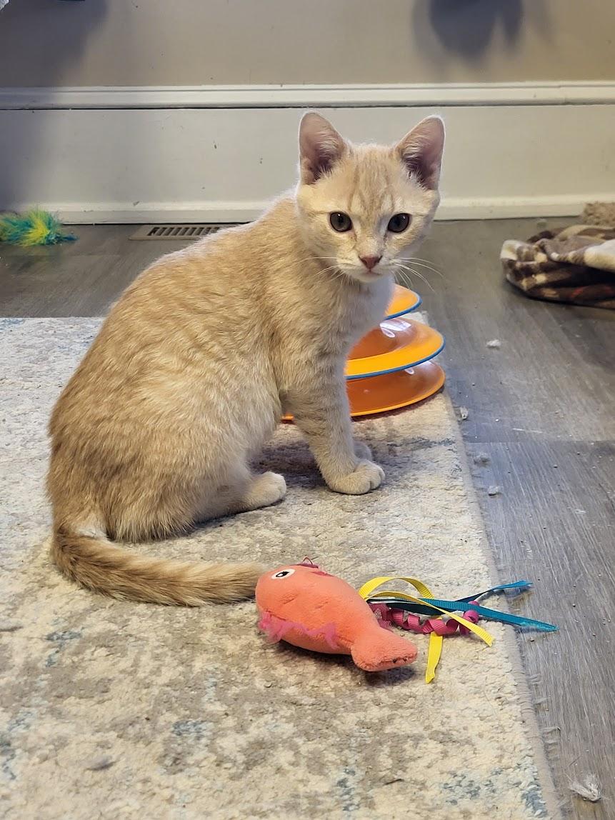 Enlarge Jay, an adopted mixed breed in Allentown, PA image 1/6