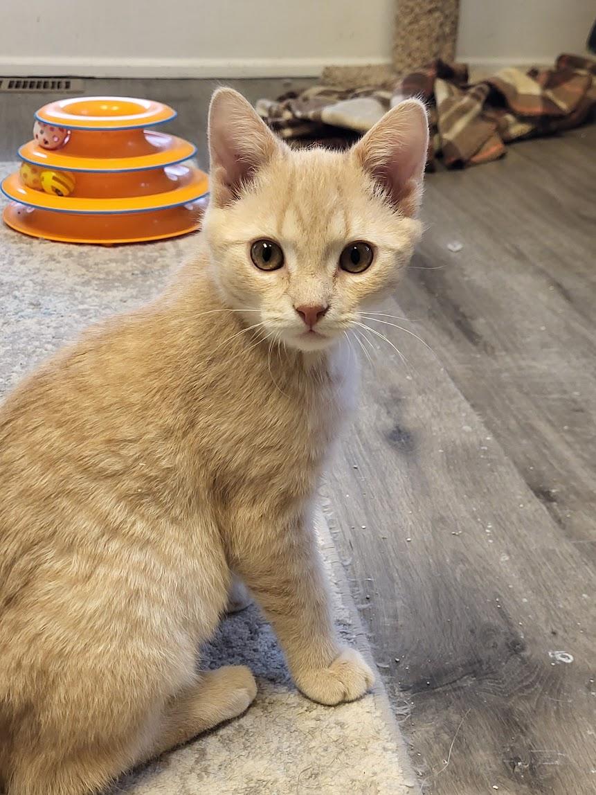 Enlarge Jay, an adopted mixed breed in Allentown, PA image 6/6