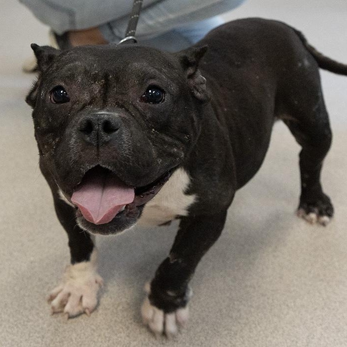 Betsy, Adult Female American Bully