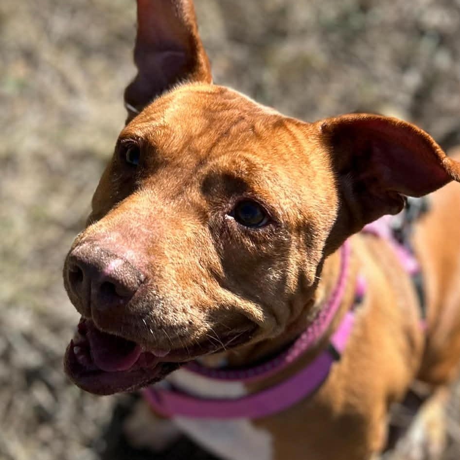Ginger, a Adoptable Mixed Breed in Appleton, WI image 1/6