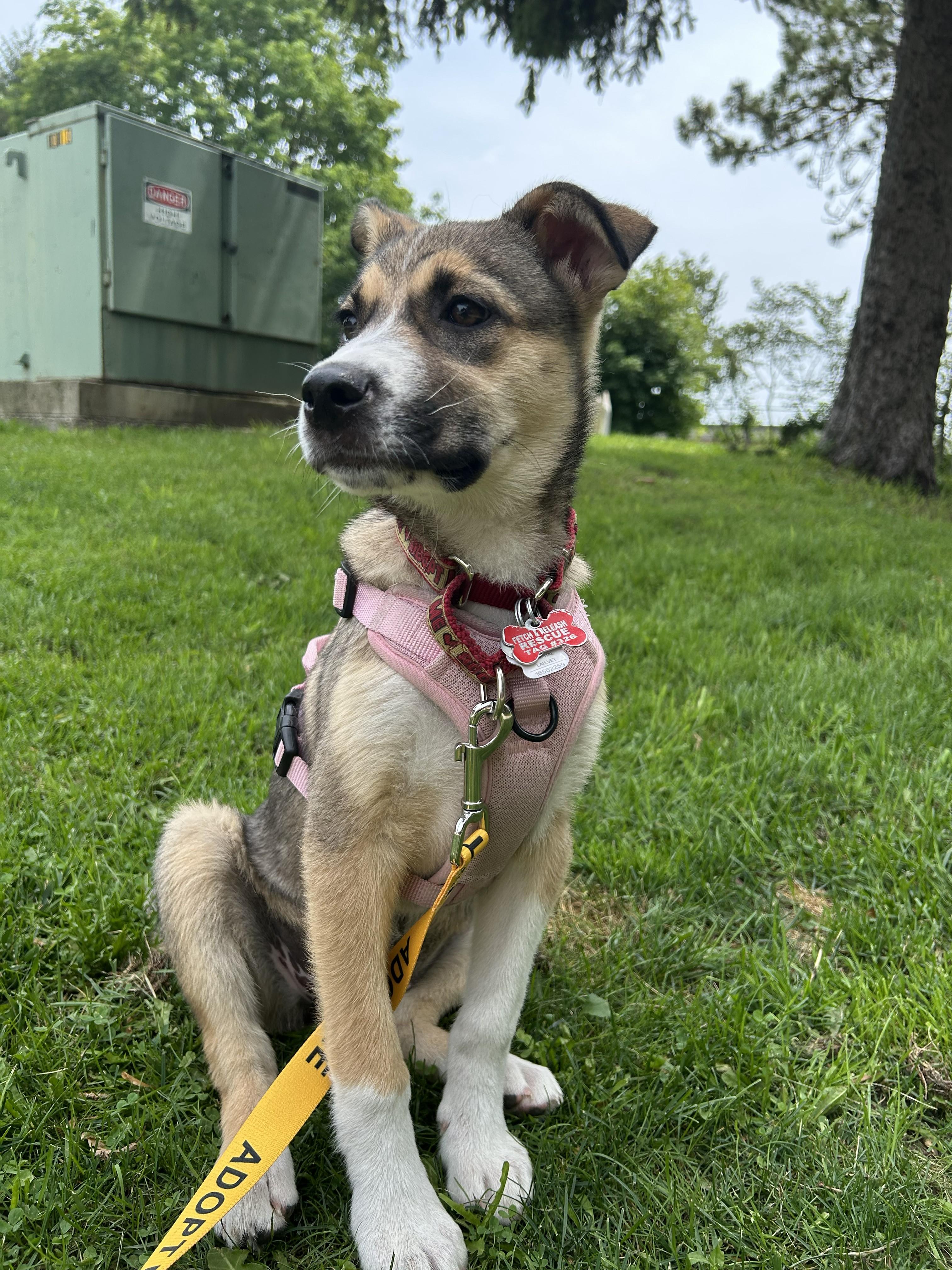 Briar, a ADOPTABLE mixed breed in Mississauga, ON image 3/5