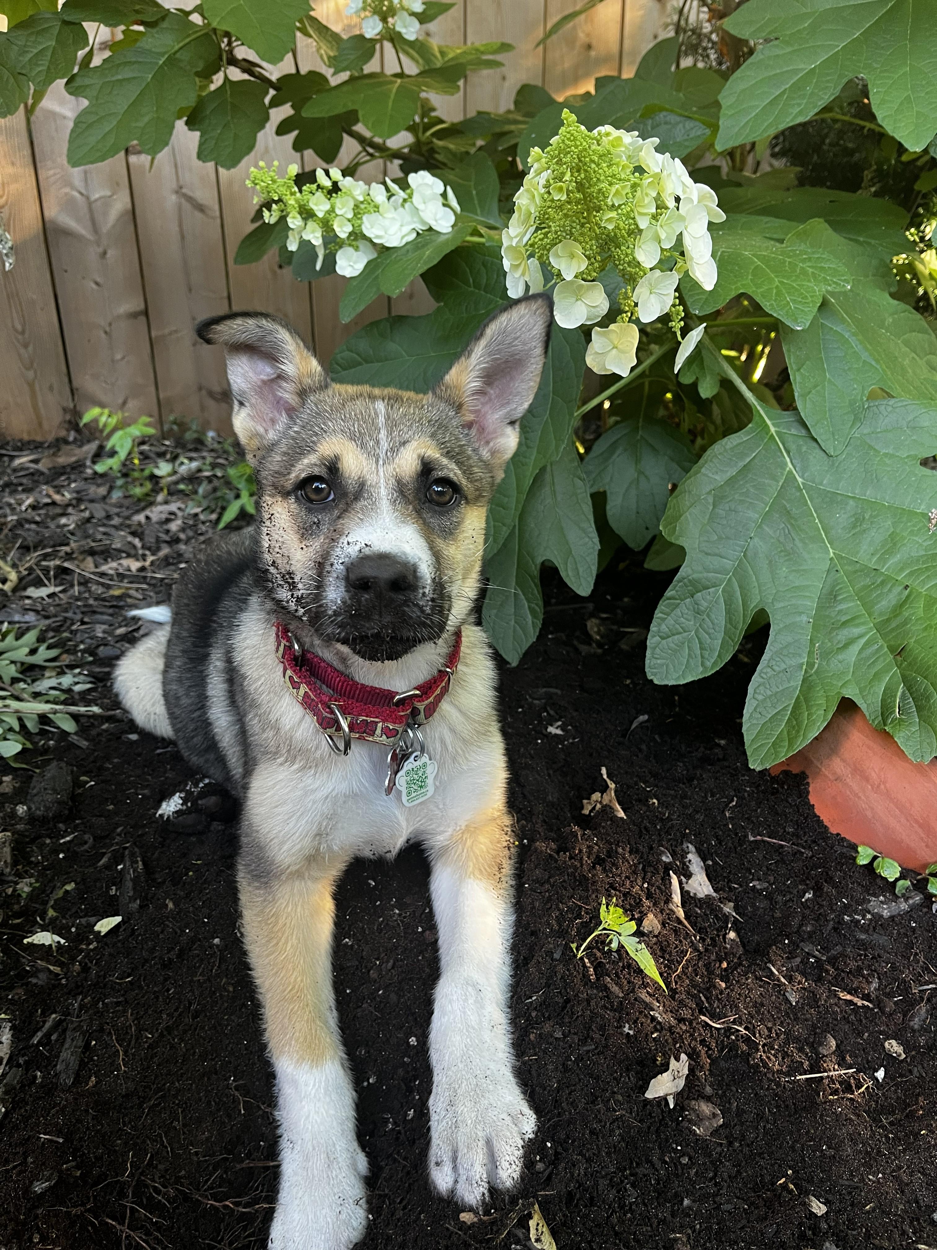 Briar, a ADOPTABLE mixed breed in Mississauga, ON image 1/5