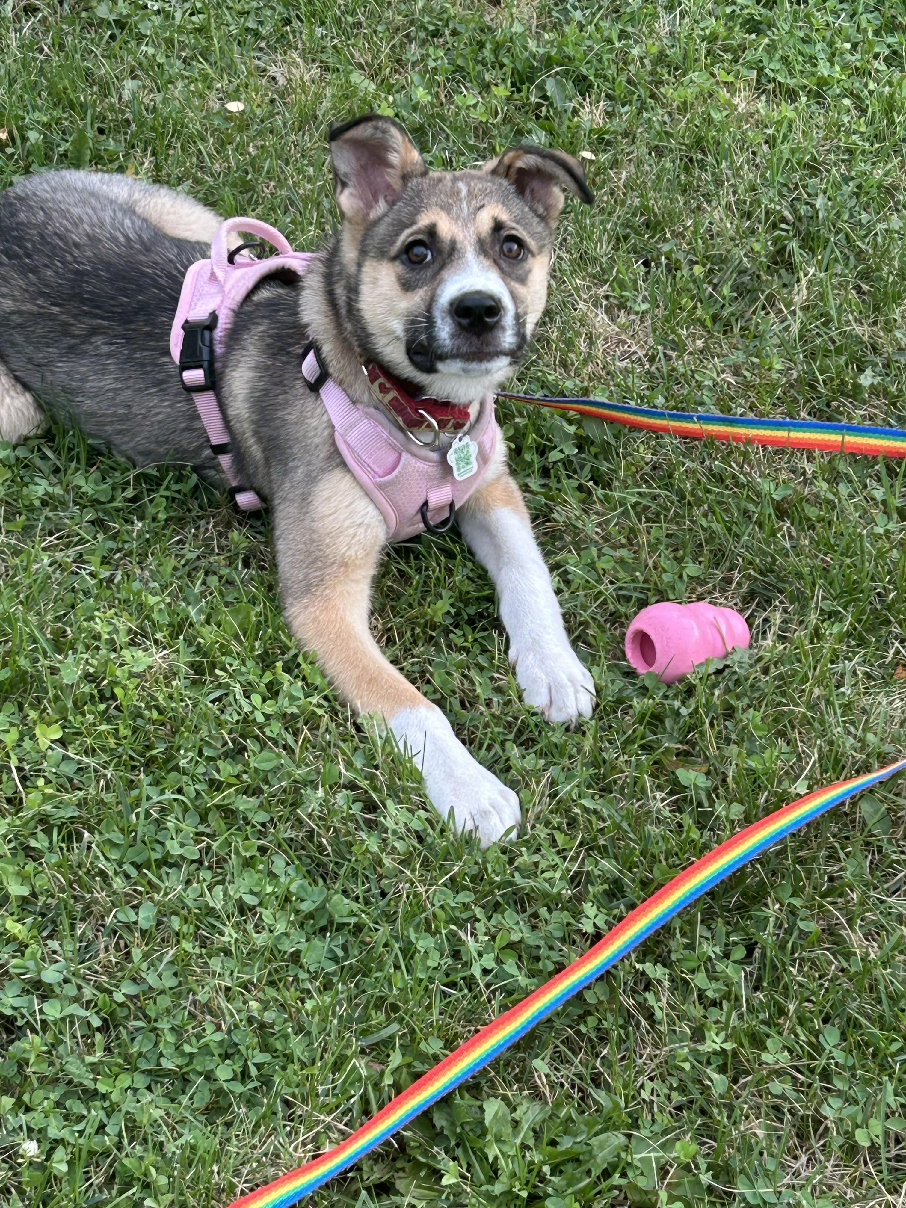 Briar, a ADOPTABLE mixed breed in Mississauga, ON image 4/5