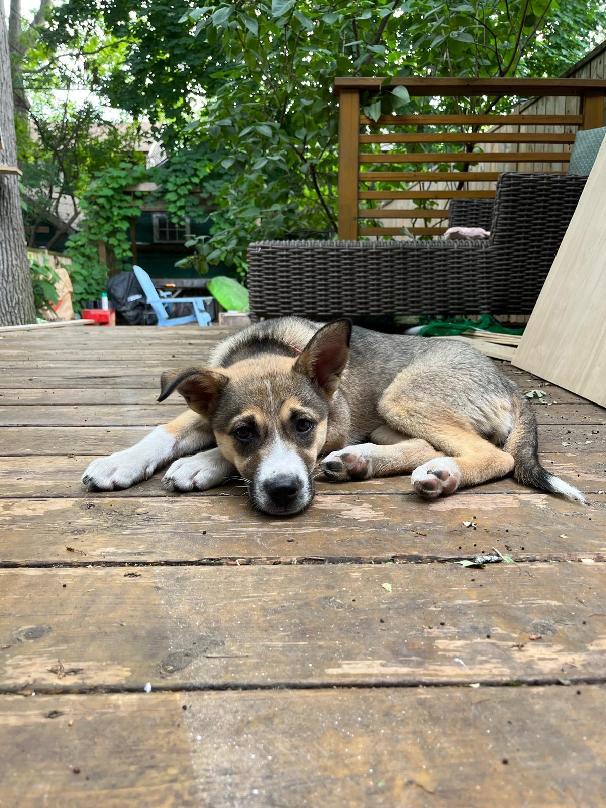 Briar, a ADOPTABLE mixed breed in Mississauga, ON image 5/5