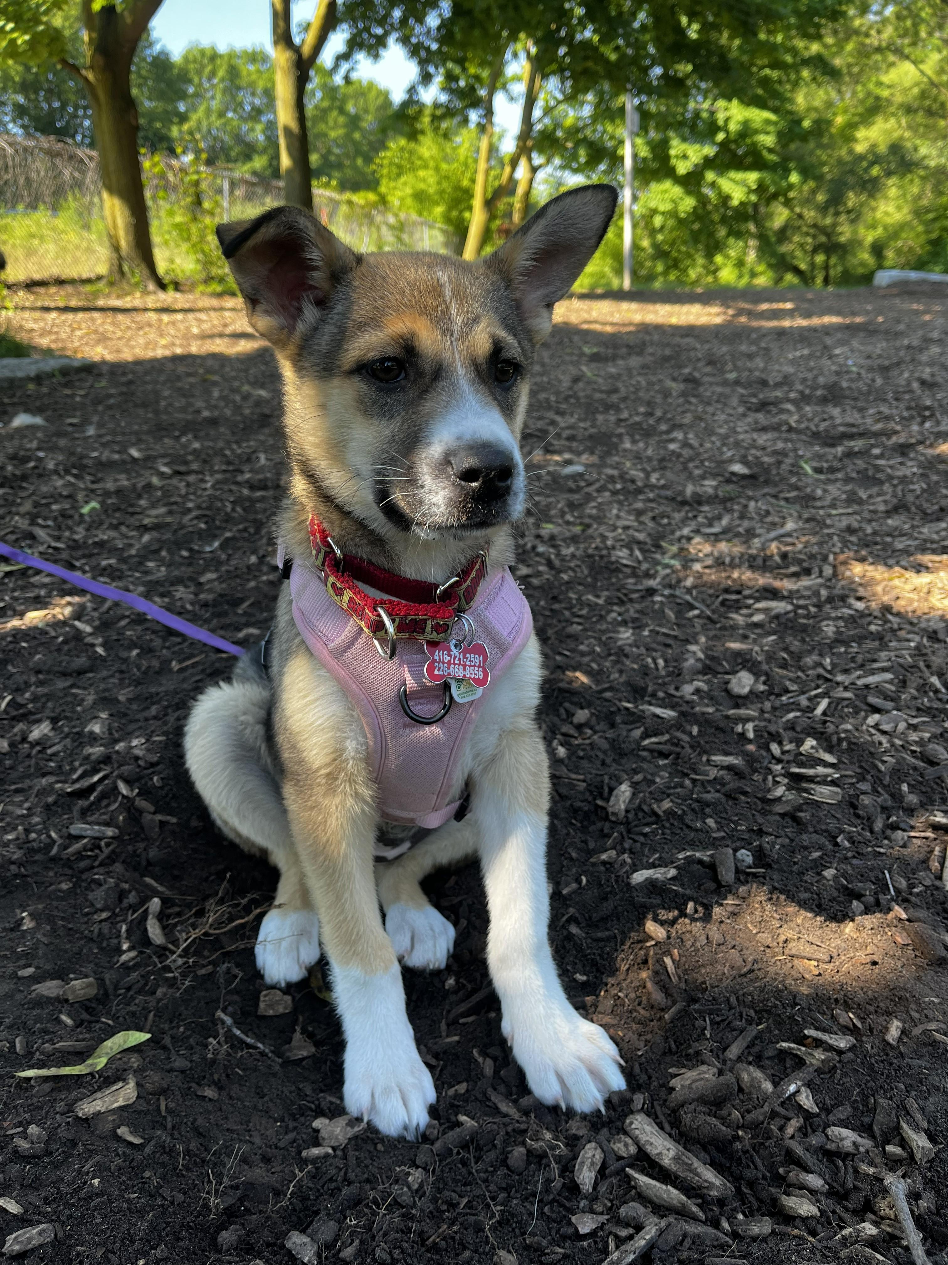 Briar, a ADOPTABLE mixed breed in Mississauga, ON image 2/5