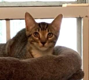 Edmeowd Manet #artist-colony