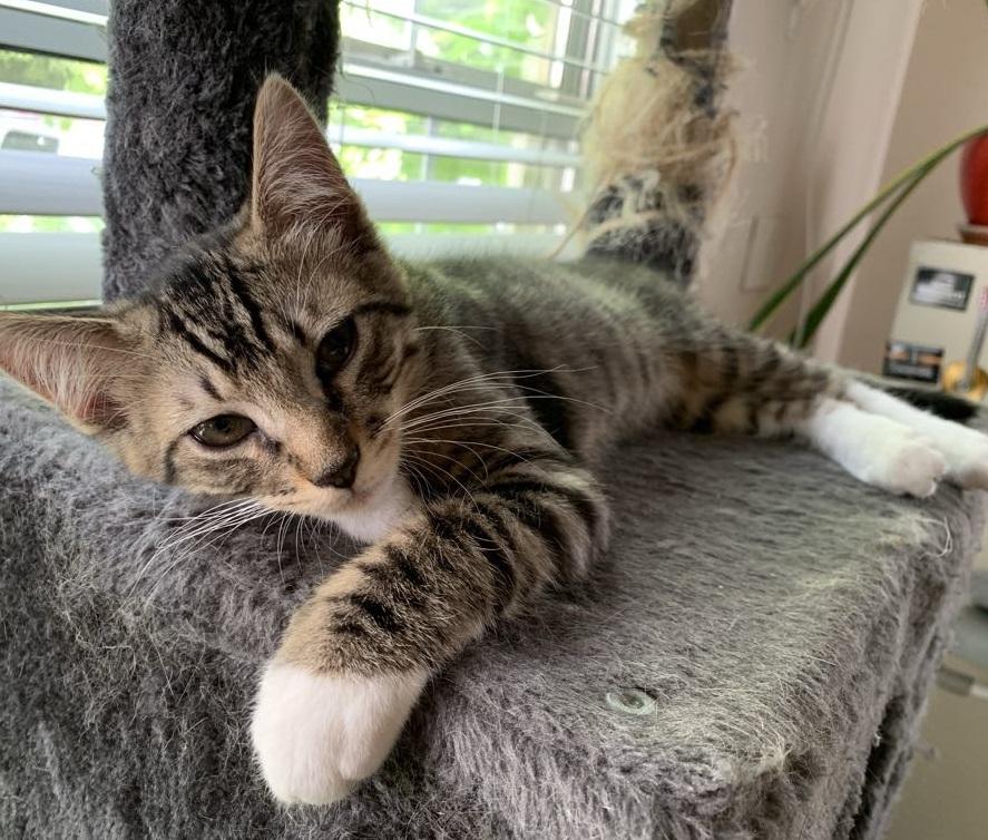 Edmeowd Manet #artist-colony