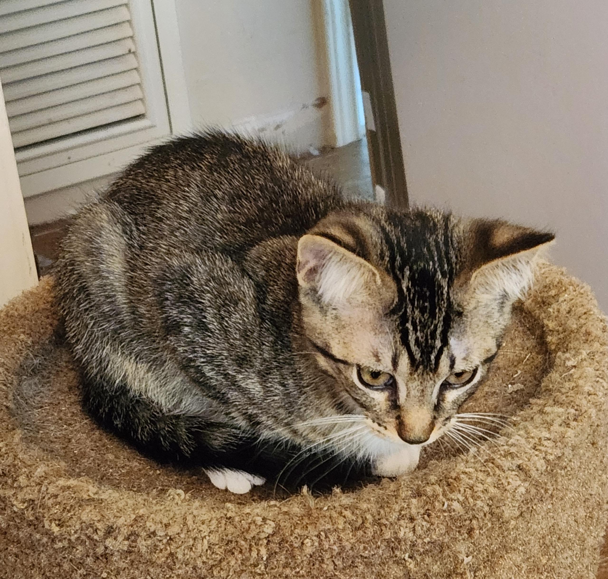 Edmeowd Manet #artist-colony