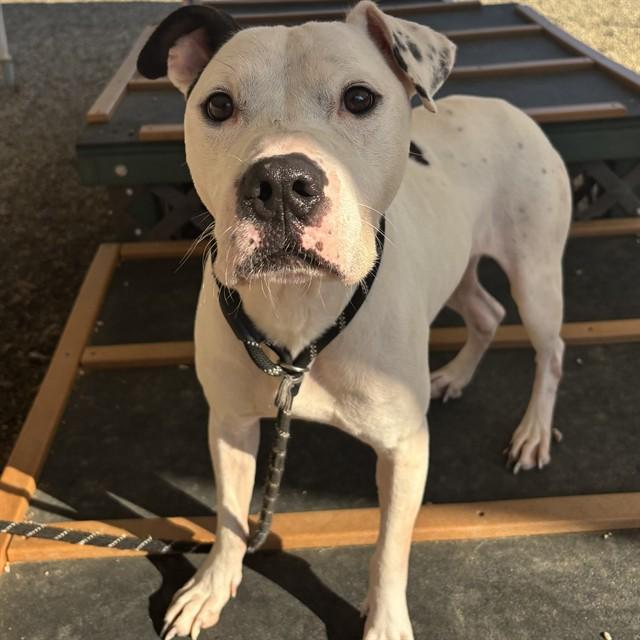 SNOOPY, Adoptable, Adult Male Pit Bull Terrier & Mixed Breed.