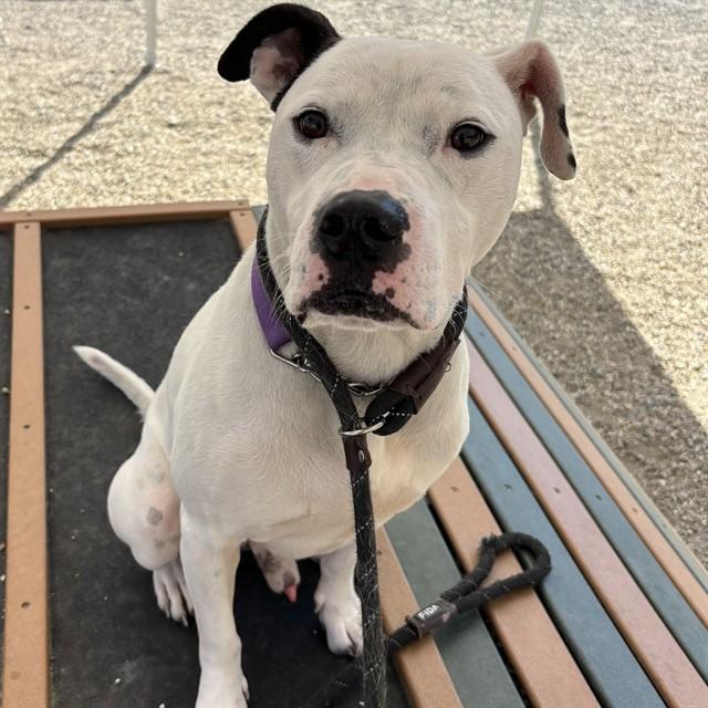 SNOOPY, Adoptable, Adult Male Pit Bull Terrier & Mixed Breed.