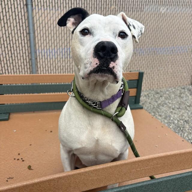 Enlarge SNOOPY, a Adoptable mixed breed in Lincolnton, NC image 1/1