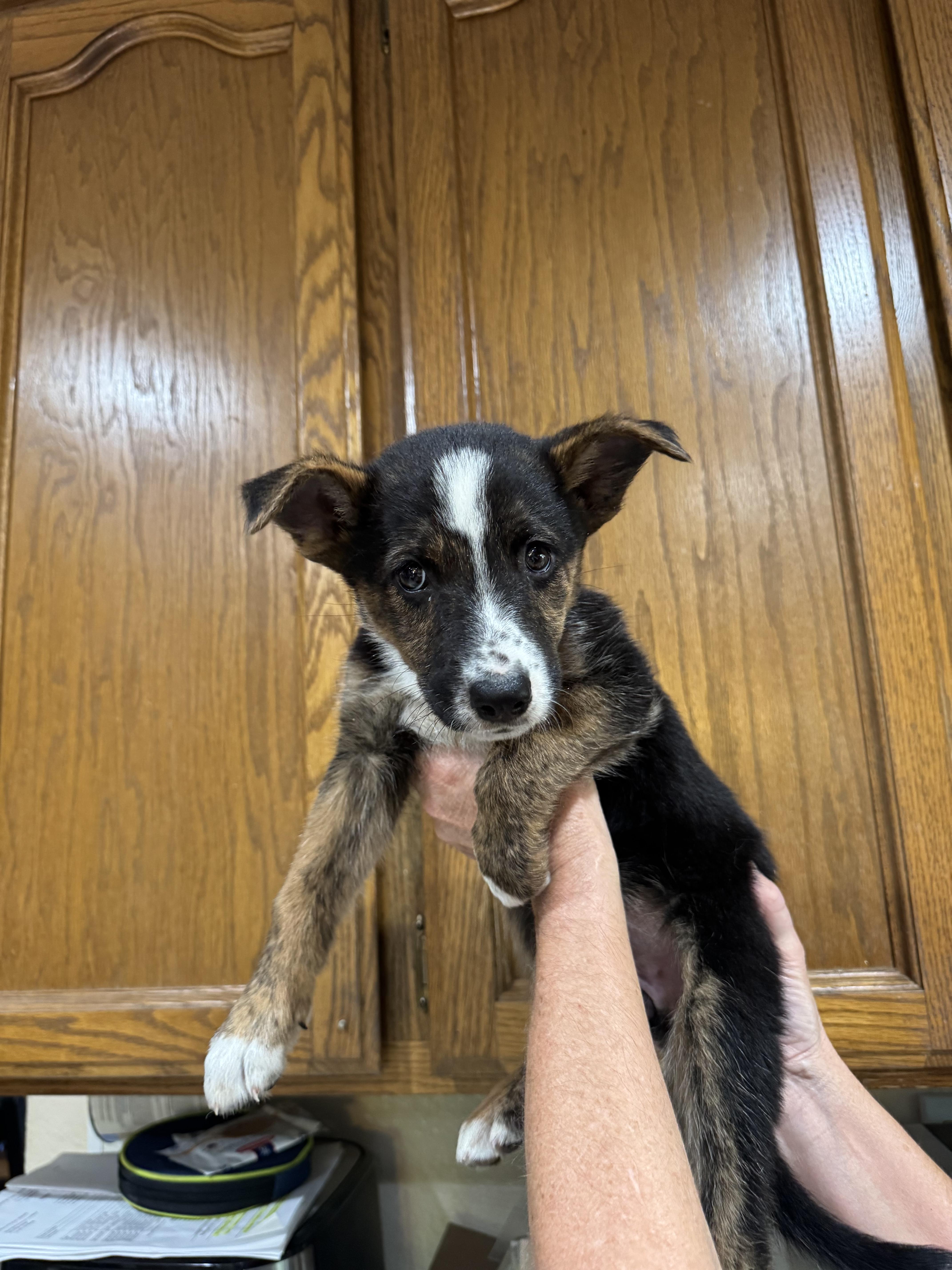 Dolly, Adopted, Puppy Female Shepherd & Border Collie.