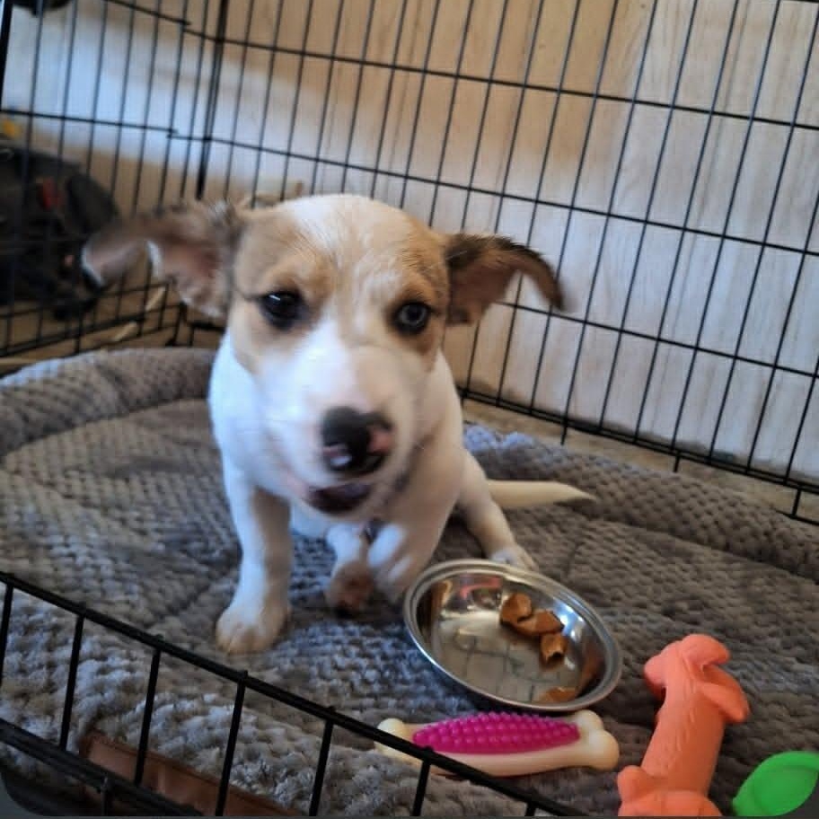 Barkley, a ADOPTABLE mixed breed in Paramus, NJ image 2/6