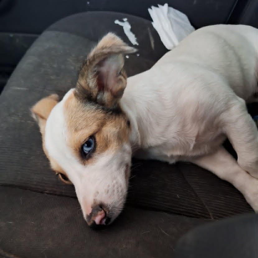 Barkley, a ADOPTABLE mixed breed in Paramus, NJ image 4/6