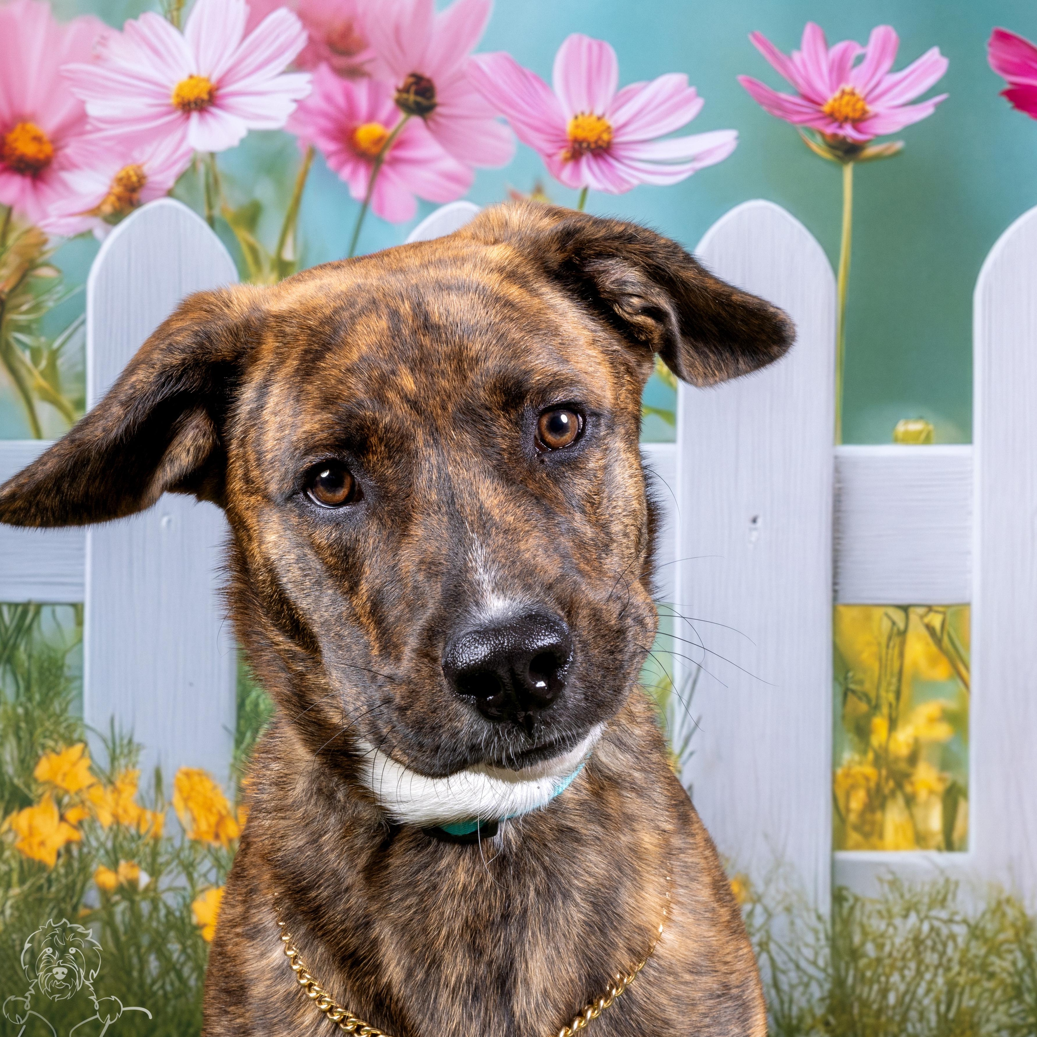 Copper, Adoptable, Young Male Boxer.