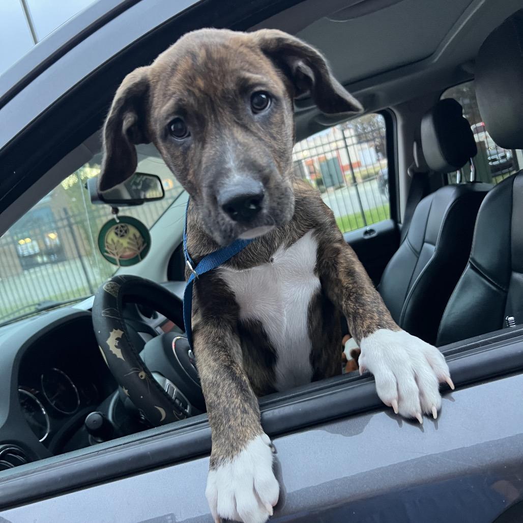 Copper, Adoptable, Young Male Boxer.