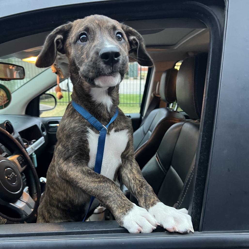 Enlarge Copper, a Adoptable Boxer in Atoka, TN image 2/6