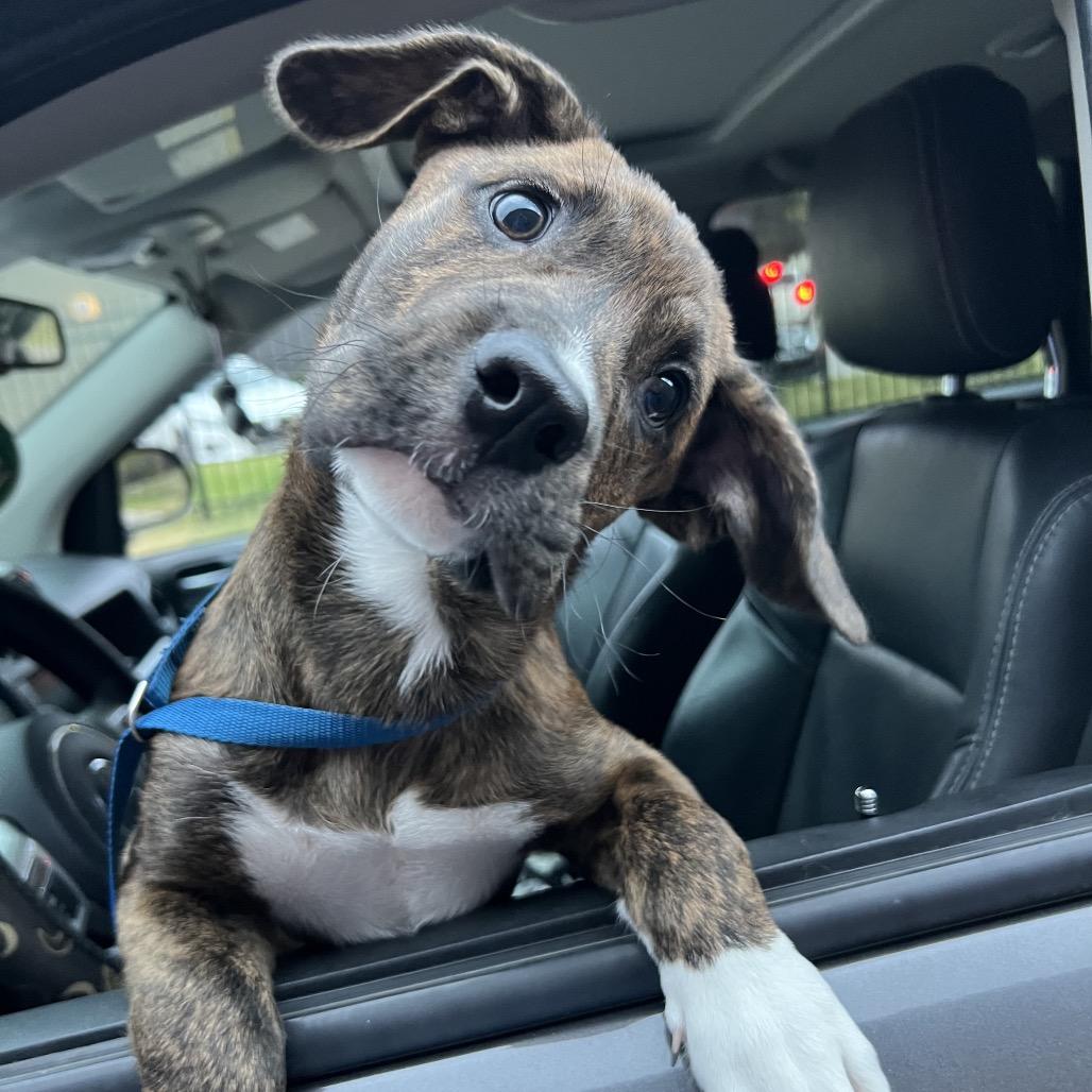 Enlarge Copper, a Adoptable Boxer in Atoka, TN image 3/6