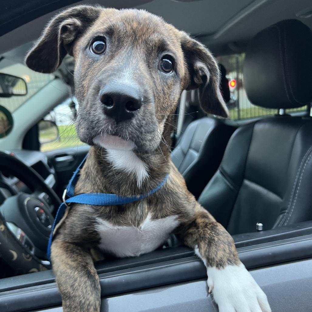 Enlarge Copper, a Adoptable Boxer in Atoka, TN image 4/6